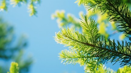 Vibrant green larch foliage against a clear sky symbolizes resilience and growth