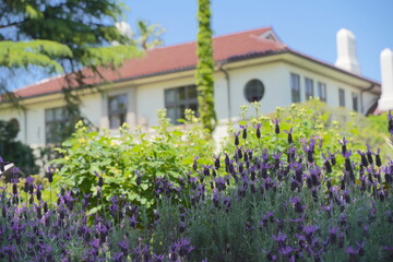 日本の横浜の港の見える丘公園のバラの花など