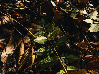 Autumn leaves on the ground