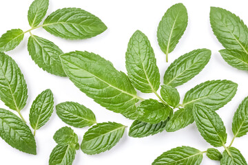 Fresh Mint Leaves Isolated on White Background