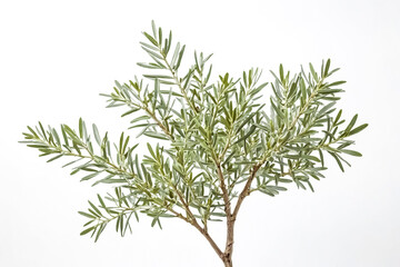 Olive Branch on White Background