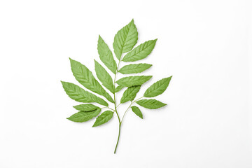 Obraz premium Single Branch of Green Leaves on White Background