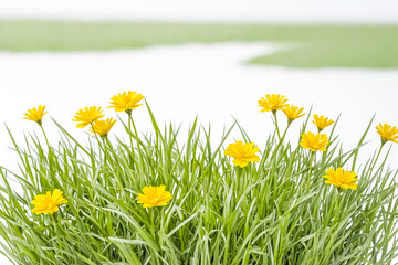 Yellow Flowers in Green Grass