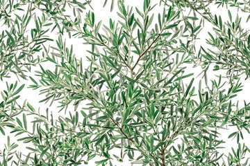 Naklejka premium Green olive branches isolated on white background