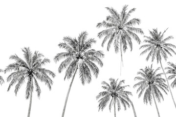 Obraz premium Black and White Palm Trees on White Background