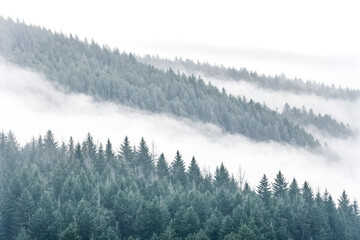Misty Forest Landscape
