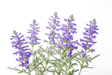 Fototapeta premium Close-up of purple wildflowers with white background