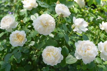 日本の横浜の港の見える丘公園のバラの花など