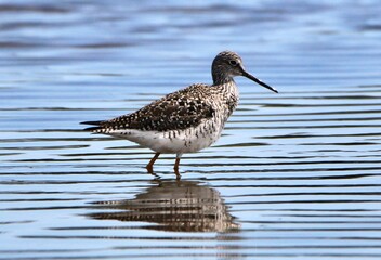 Sandpiper in a Maine Marsh
