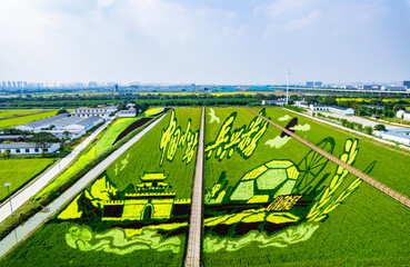 Aerial view of rice field in Xiaozhan Town, Tianjin