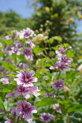 Obraz premium 日本の横浜の港の見える丘公園のバラの花など