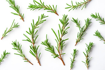 Obraz premium Rosemary Sprigs on White Background