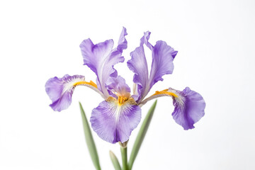 Purple Iris Flower on White Background