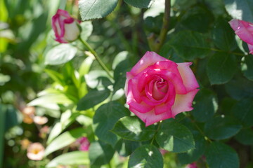 日本の横浜の港の見える丘公園のバラの花など