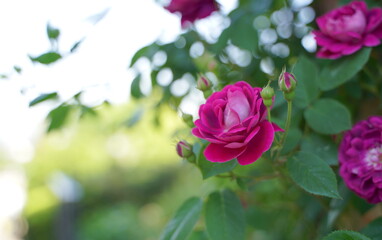 日本の横浜の港の見える丘公園のバラの花など