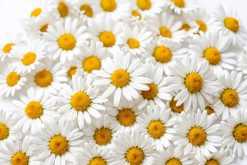Close-up of Daisies