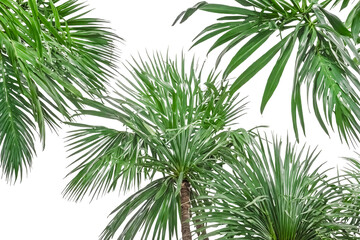 Fototapeta premium Lush Green Palm Tree Leaves Isolated On White Background