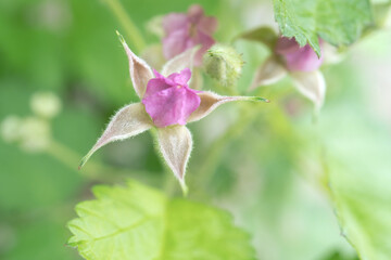 星形に萼が開いたナワシロイチゴ（Rubus parvifolius）の蕾／5月