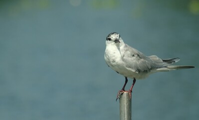 Cute bird black legged kittiwake or whiskered tern look feeling good.