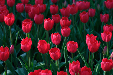Fototapeta premium field of red tulips