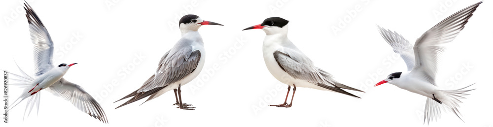 Wall mural arctic tern bird fly full body isolate on transparency background png