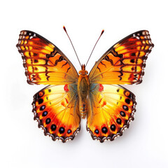 A colorful butterfly isolated on a white background