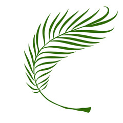 Summer palm leaves illustration