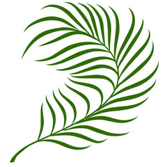 Summer palm leaves illustration