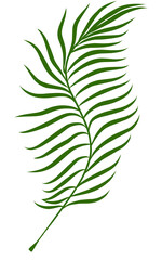 Summer palm leaves illustration