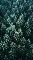 Obraz premium Realistic photography of coniferous forest. Abstract background of a northern forest