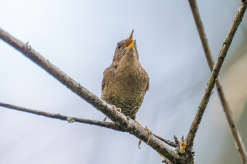 Pacific Wren