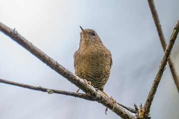 Pacific Wren