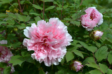 ピンクのボタン