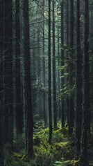 Obraz premium Realistic photography of coniferous forest. Abstract background of a northern forest