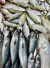 Obraz premium Groups of gray colored cold raw sea marine fishes cooking ingredients. Mackerel or ikan sarden fishes isolated on vertical ratio market display table.