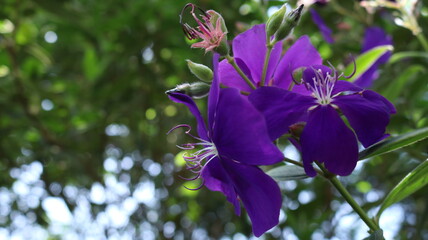 Melastoma común flor morada violeta © Mario Catalán