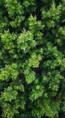 Fototapeta premium Realistic photography of coniferous forest. Abstract background of a northern forest