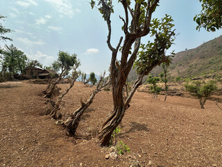 Trees from a mountain village, Rapti, Nepal