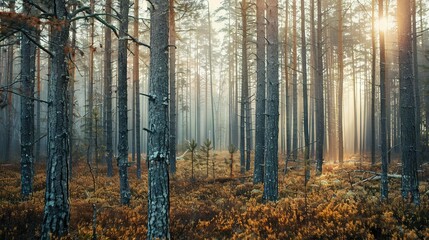 Obraz premium Realistic photography of coniferous forest. Abstract background of a northern forest