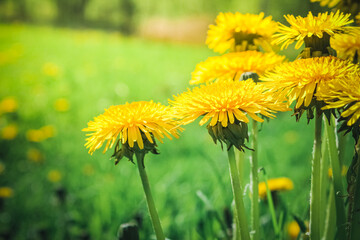 Yellow dandelion flowers in a meadow close-up