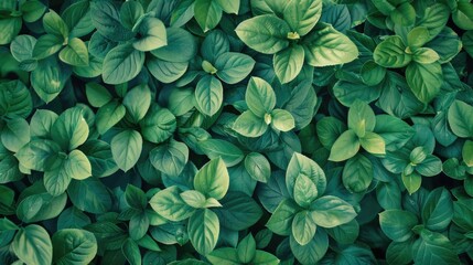 Background of small green leaves