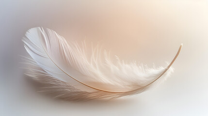 White feather, Minimalism light and soft concept. Flat lay white bird feather on background