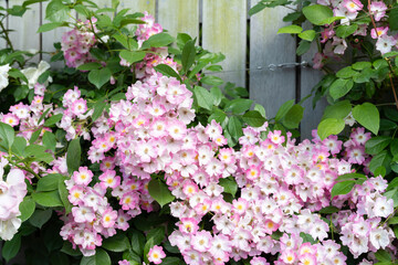 神奈川県横浜市　横浜イングリッシュガーデンのバラ