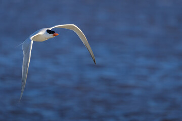 Royal Terns in flight along the coast on Jekyll Island Georgia.