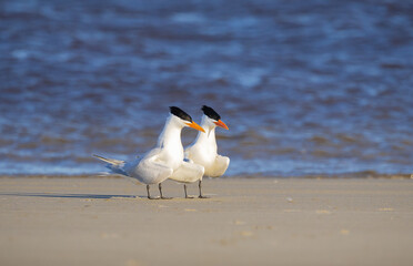 American Royal Terns breeding pair on Jekyll Island Beach in Georgia.