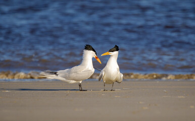 American Royal Terns breeding pair on Jekyll Island Beach.