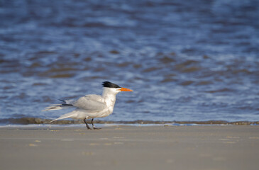 American Royal Terns on the beach on a windy day at Jekyll Island Beach in Georgia.
