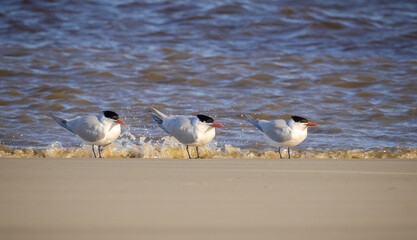 American Royal Terns on the beach on a windy day at Jekyll Beach Georgia.