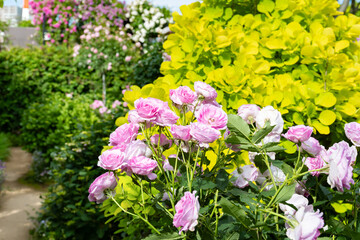 神奈川県横浜市　横浜イングリッシュガーデンのバラ