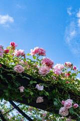 神奈川県横浜市　横浜イングリッシュガーデンのバラ